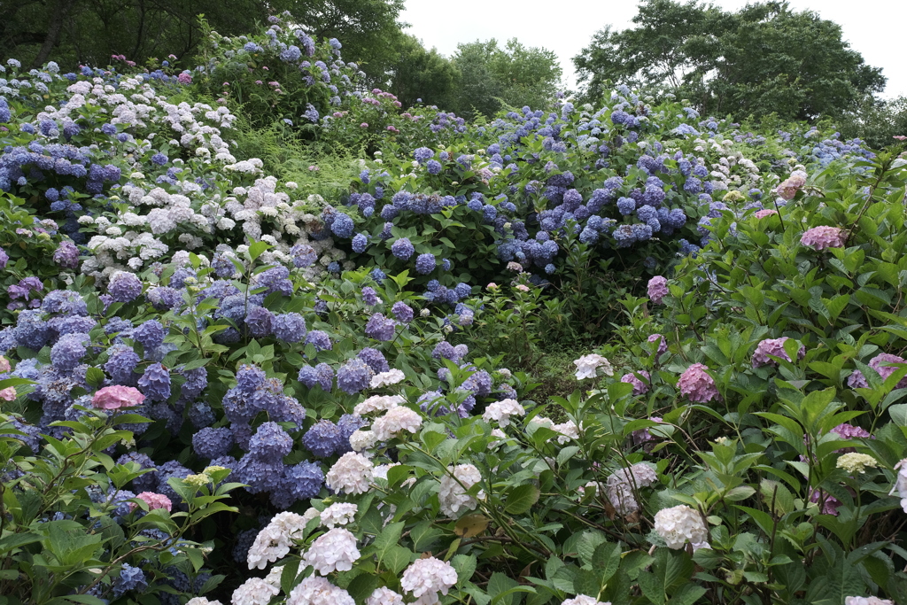 広がる紫陽花