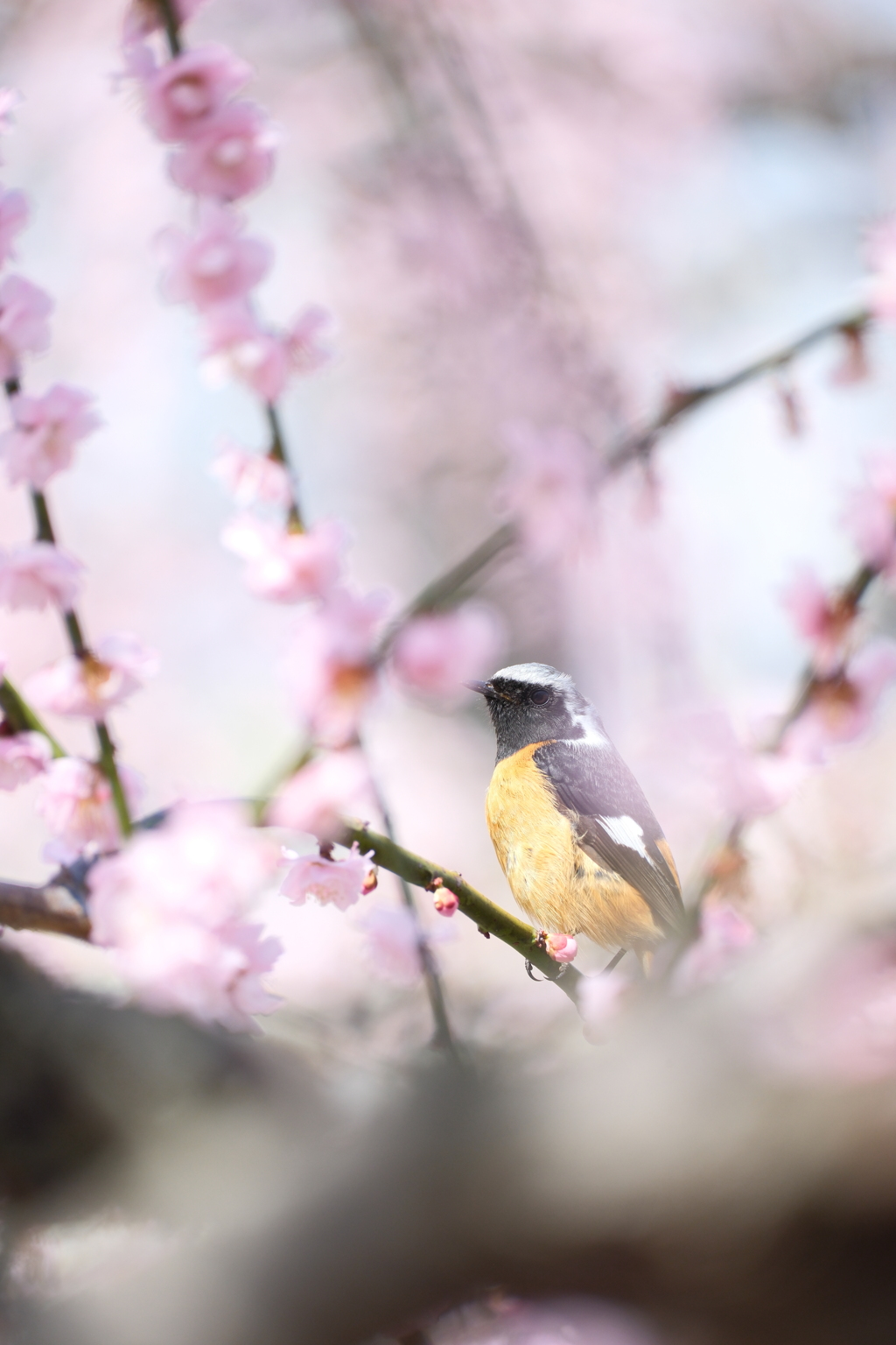 今年やっと見れた梅の花１８
