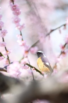 今年やっと見れた梅の花１８