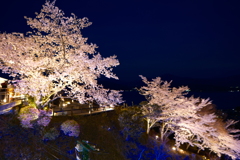 傘松公園夜桜ライトアップ、傘彩桜５