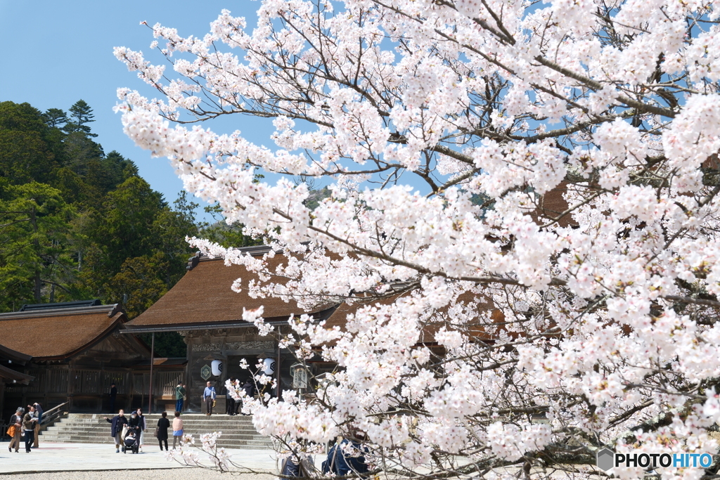 良縁は快晴の桜巡りにあり８