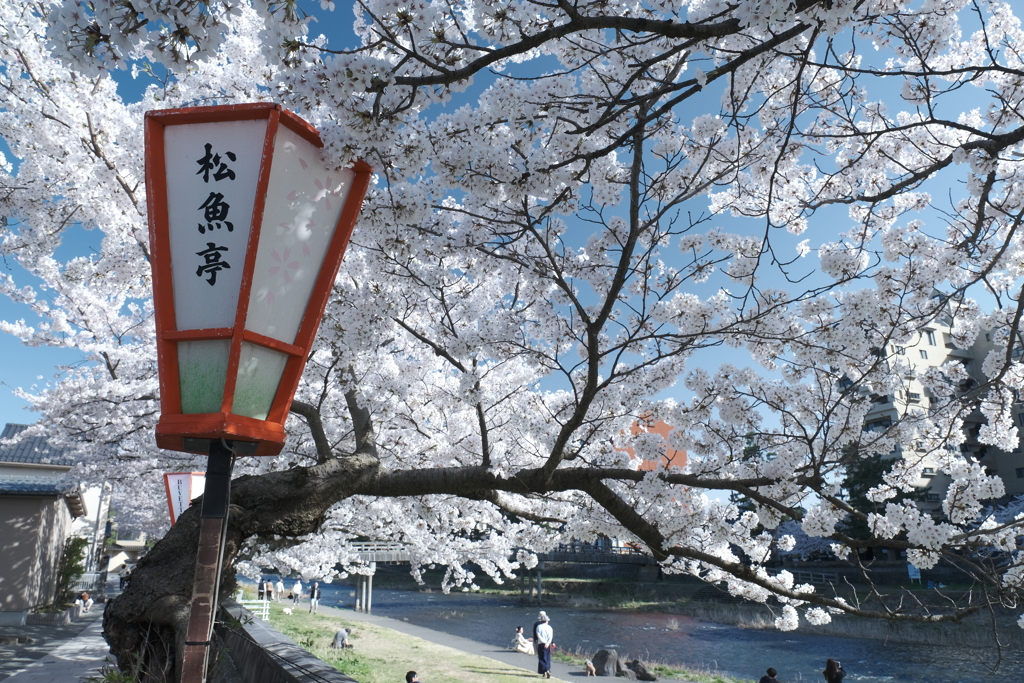 快晴の桜日和、浅野川沿い２