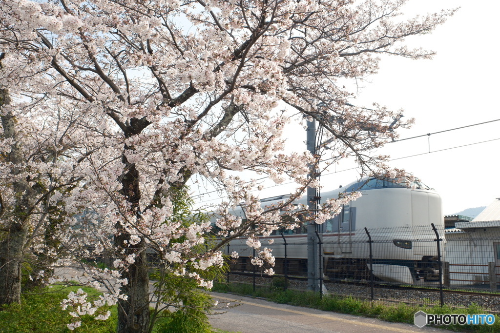2024田辺城址の桜２