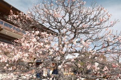 かつて身近だったところも今や遠出、中山寺７