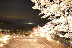 傘松公園夜桜ライトアップ、傘彩桜７