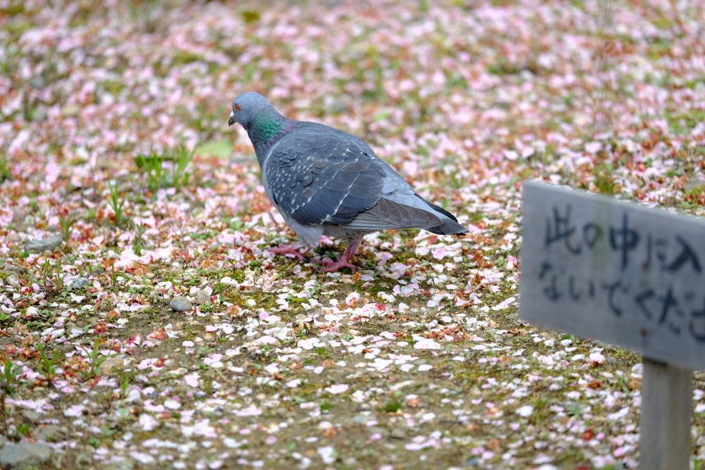 鳩に注意書きは無駄なのだ！