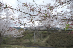 今年の桜は見頃のタイミングに難攻した挙句散り始め、綾部にて７