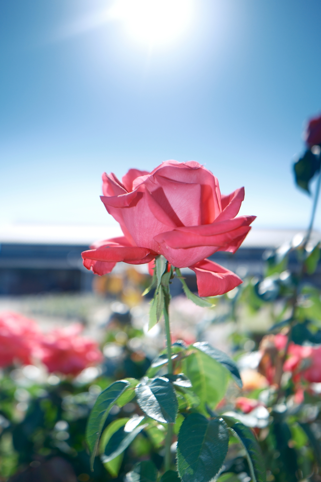 コスモスだけならぬ秋薔薇の開花もやや遅め4
