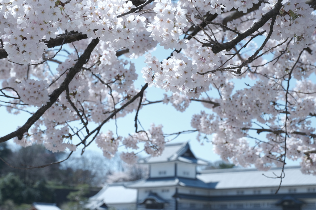 快晴の桜日和、金沢城公園にて６