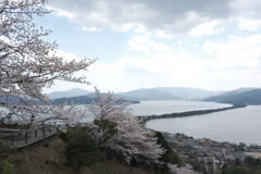 傘松公園の桜は満開１