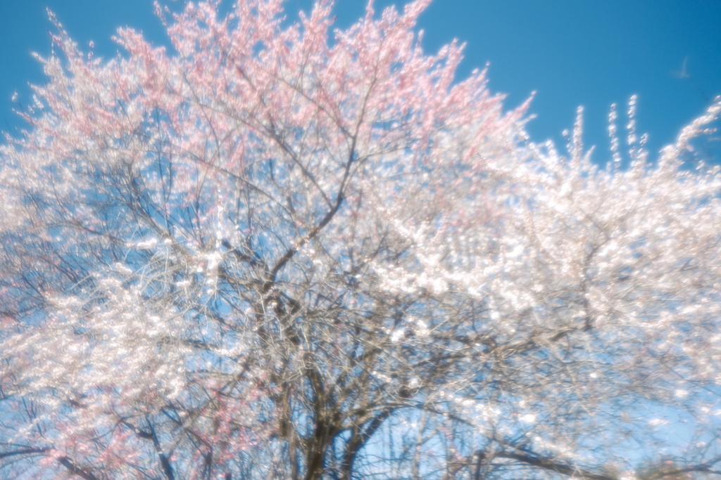 快晴の綾部市梅林公園５