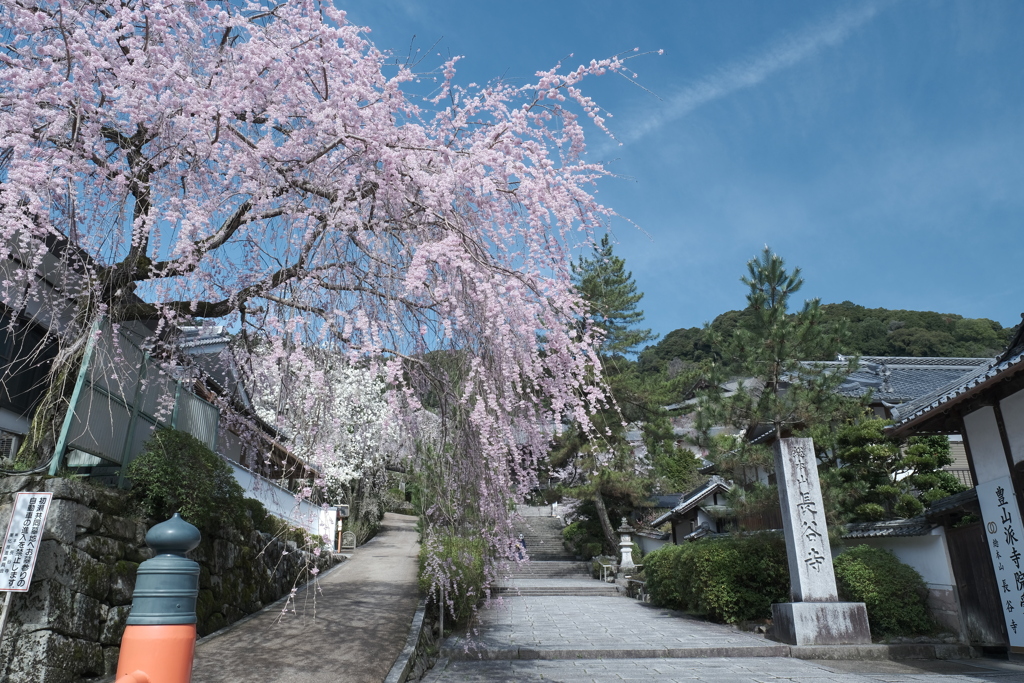 晴れた日に見れた見頃の桜、長谷寺にて１