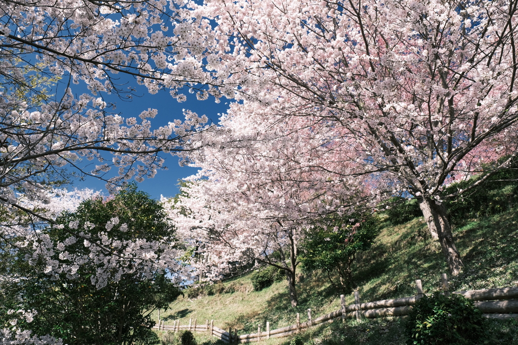 晴れた日に見れた見頃の桜、大美和の杜展望台７