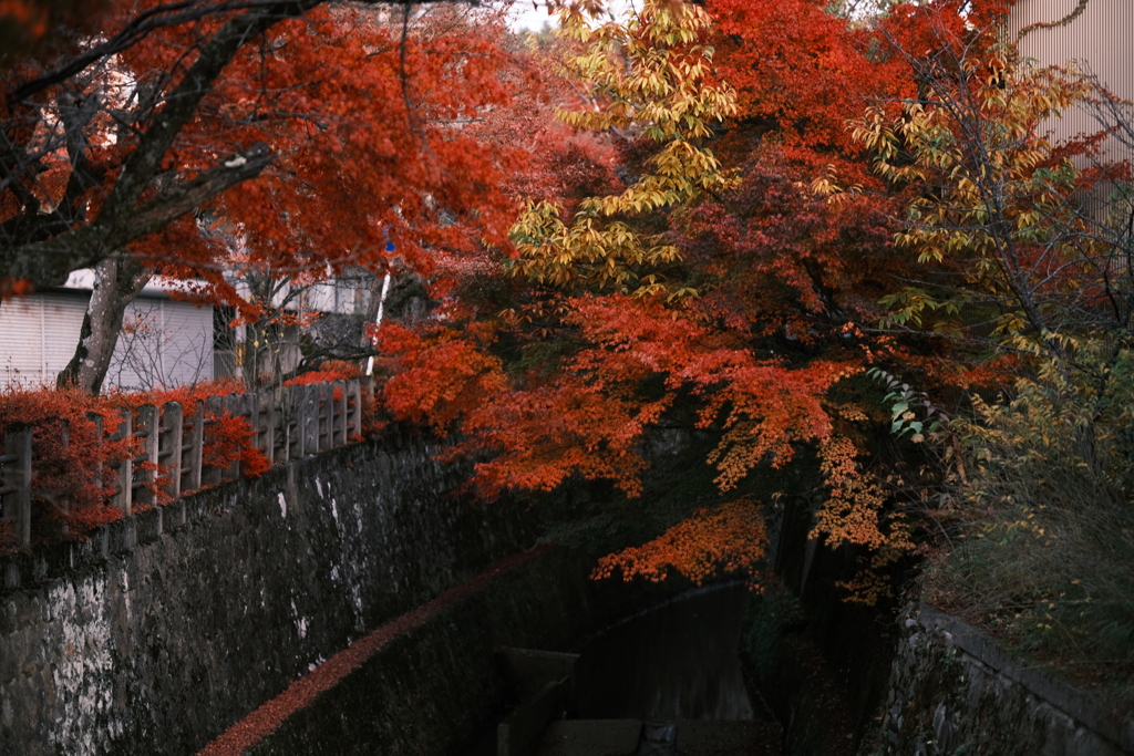 飛騨の里を巡った後、駆け足で巡る飛騨高山の紅葉６