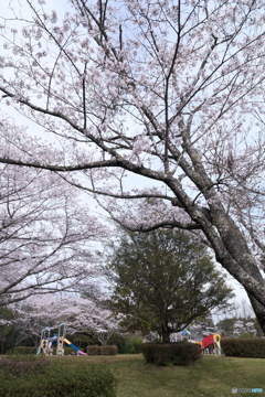 人吉市にて桜巡り１７