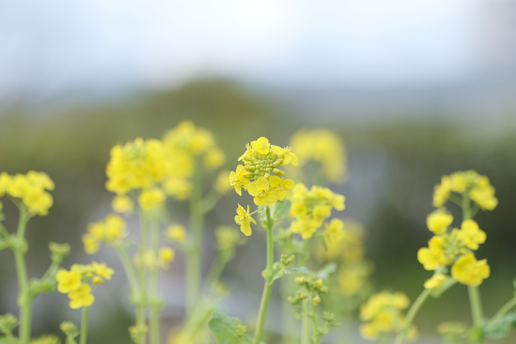 菜の花畑には縁がないのかなぁと思うとき２