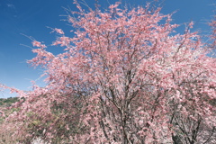 晴れた日に見れた見頃の桜、大美和の杜展望台３