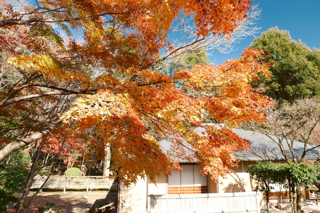 X-T5新調後、年末最後の紅葉(龍野公園)８