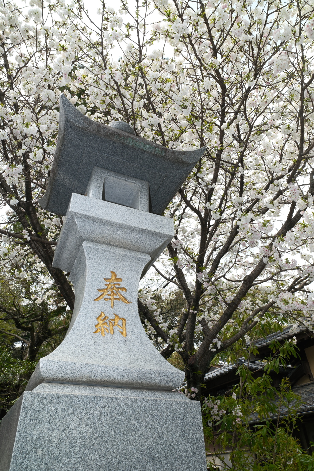 九州で桜を撮りに行くのは初めて１６
