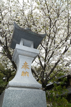 九州で桜を撮りに行くのは初めて１６