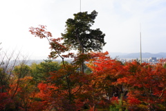 今年最後の見頃であろう紅葉in高台寺９