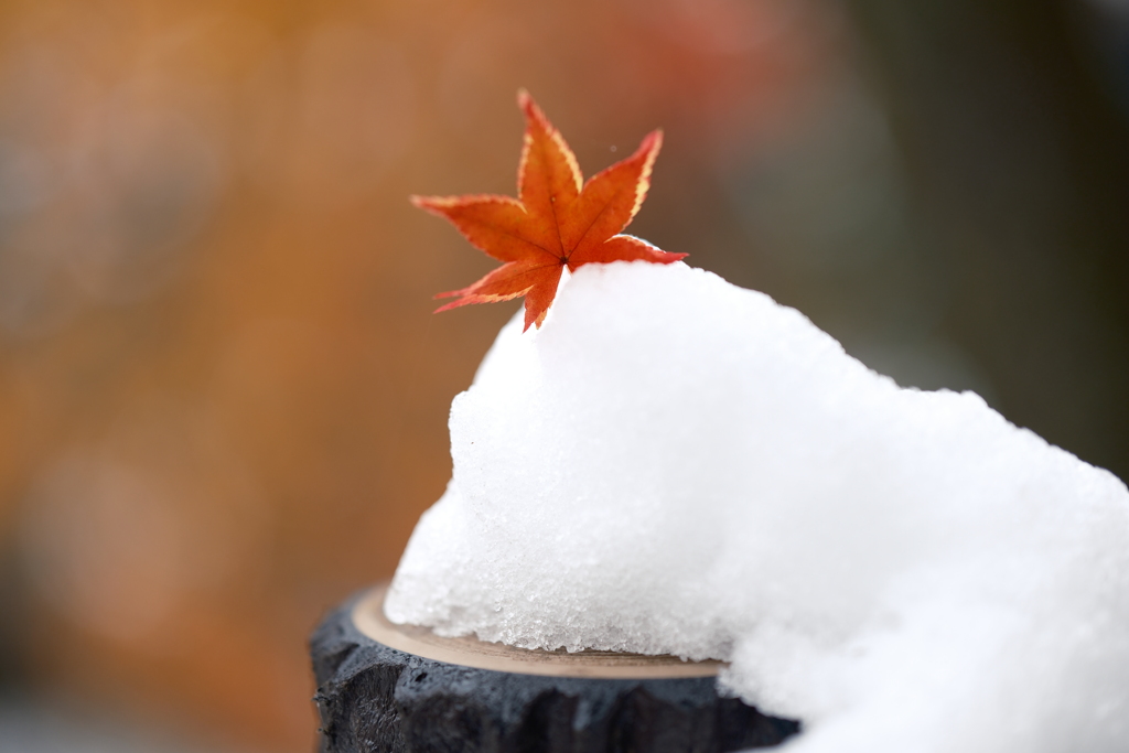 豪雪地帯のなごり紅葉２
