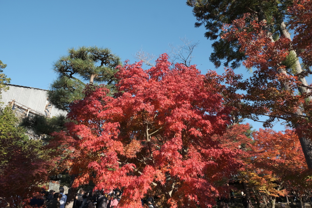 空も気持ちも快晴な紅葉２