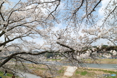 雲南市桜まつり2025　1
