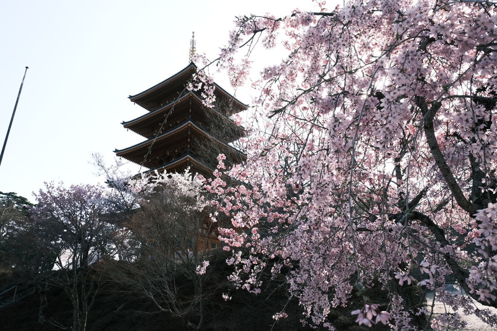 桜の季節の週末にここまで晴れた日が続くのはもうないと思って１９