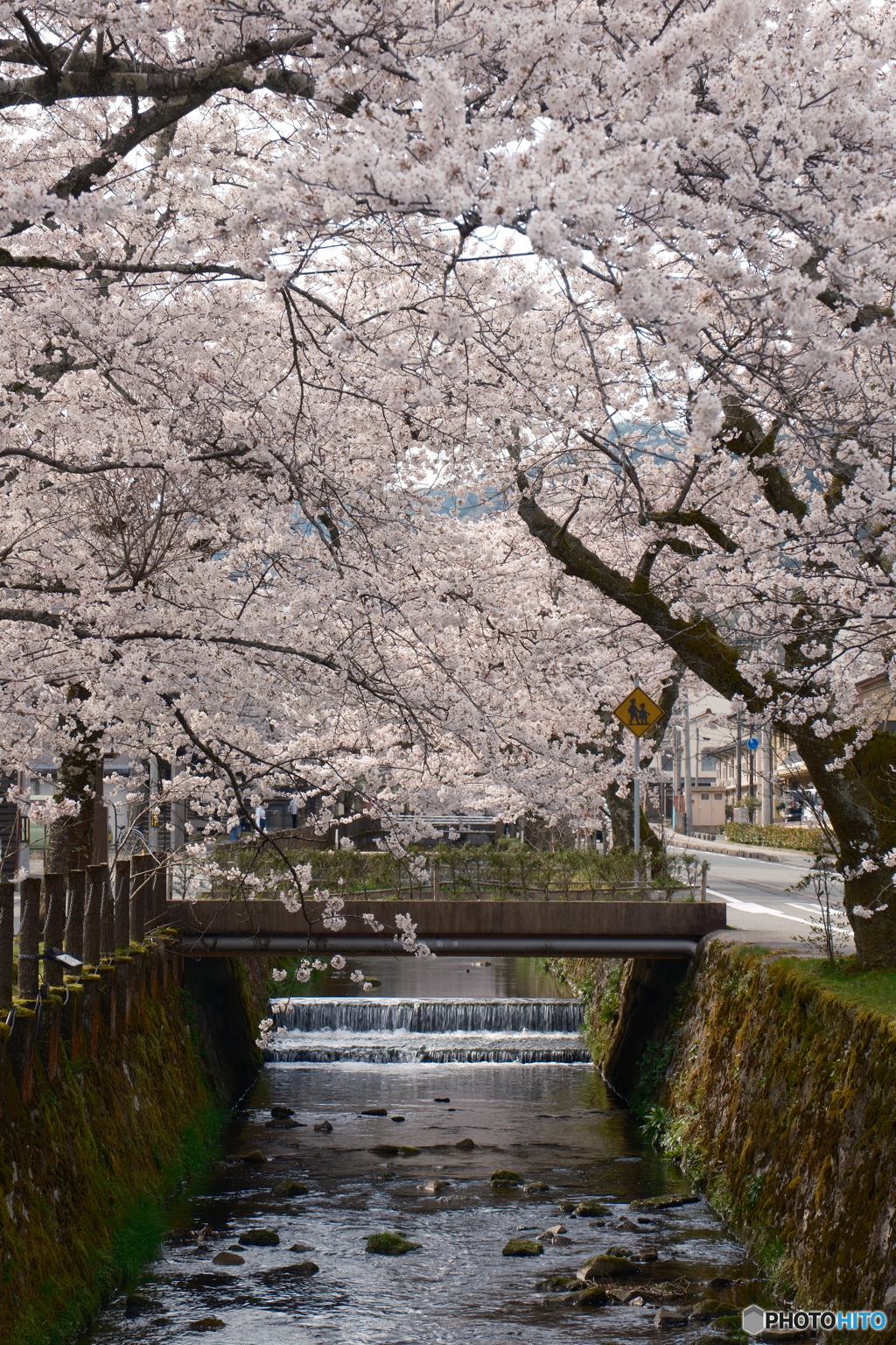 2024年城崎温泉街の桜２