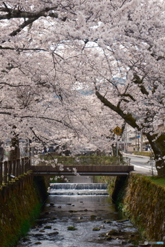 2024年城崎温泉街の桜２