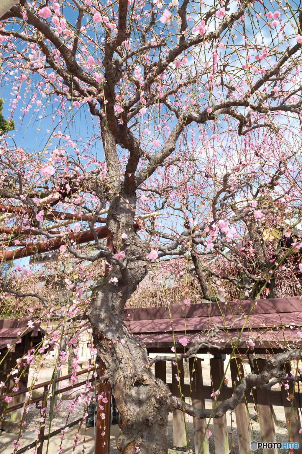 今年やっと見れた梅の花２７