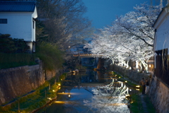 八幡堀の夜桜１