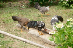 鶏たちの食事