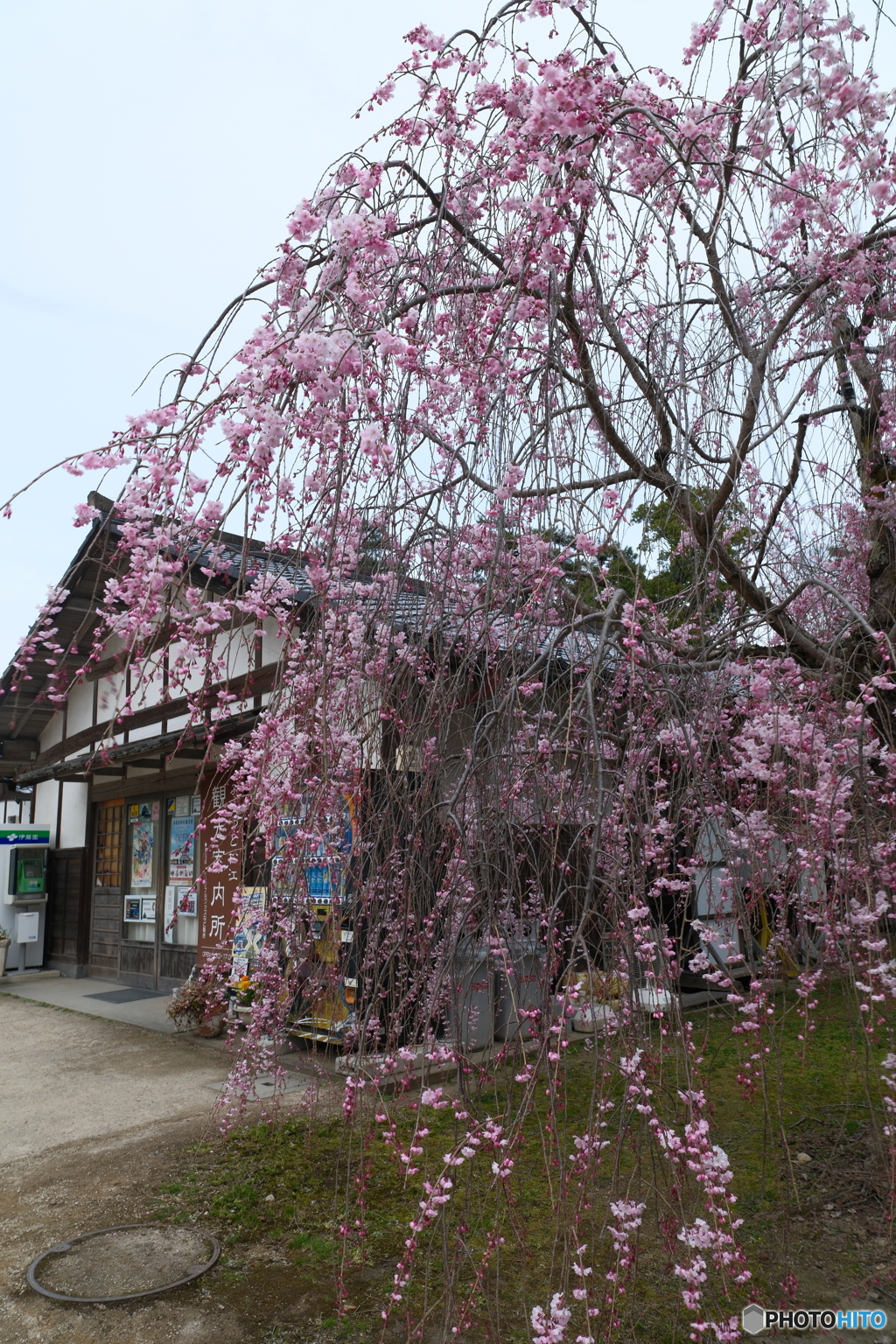 松江城の桜巡り１０