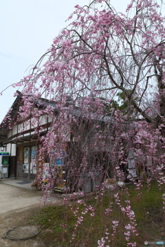 松江城の桜巡り１０