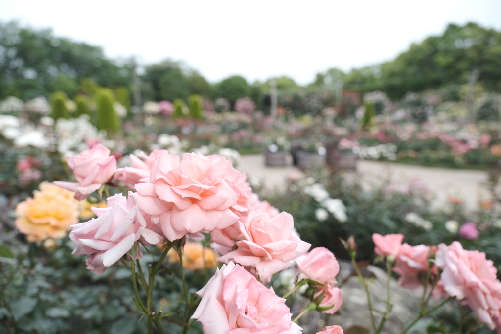 なばなの里の薔薇園８