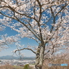 2024紫水ヶ丘公園の桜３