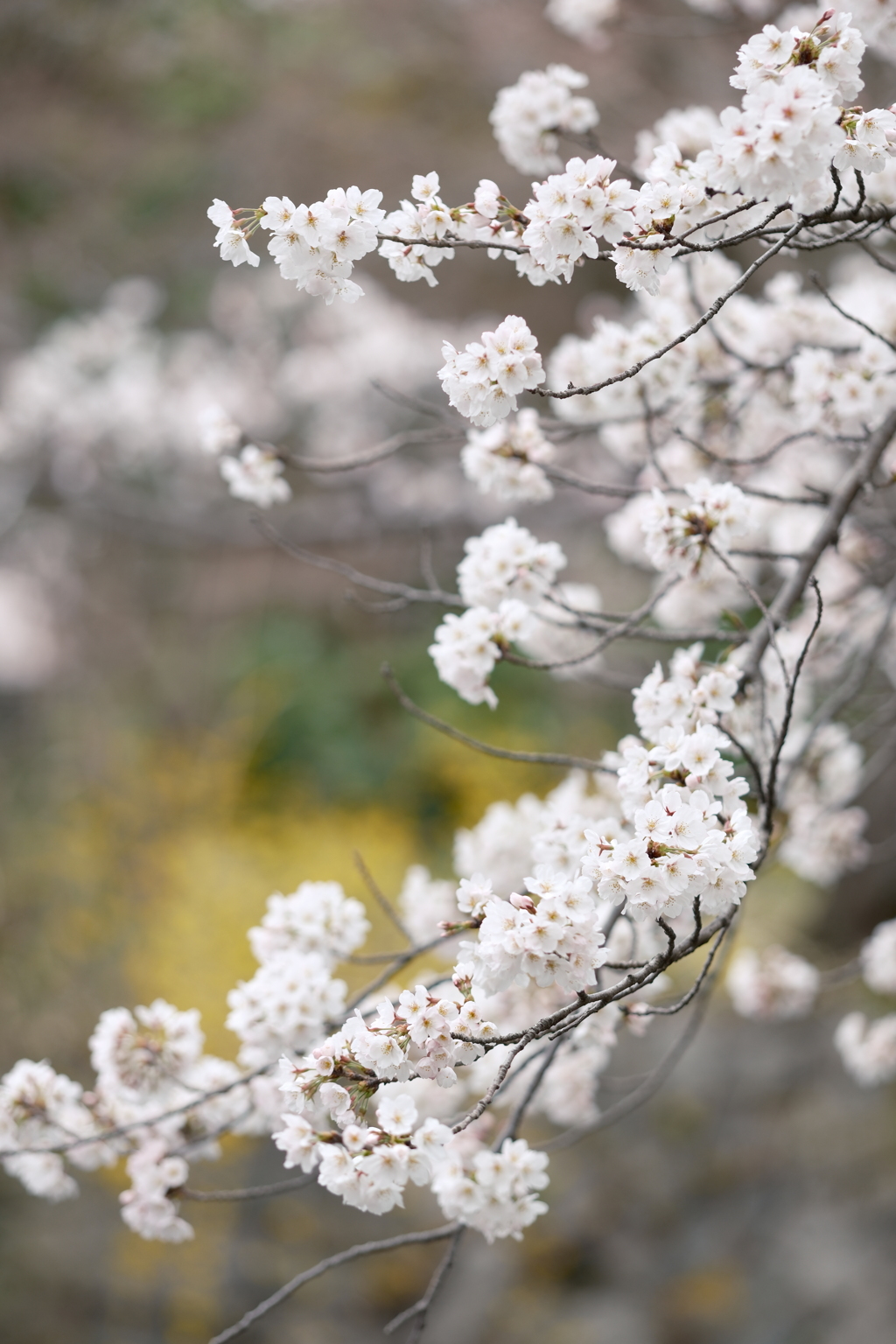 3月末急開花した桜２