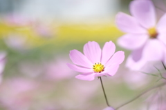 あいとうマーガレットステーションの秋桜２