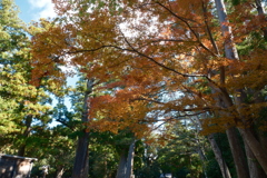 11月下旬にてやっと見頃の紅葉を見れた時２