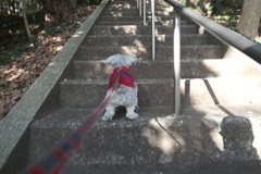 犬の散歩と初詣