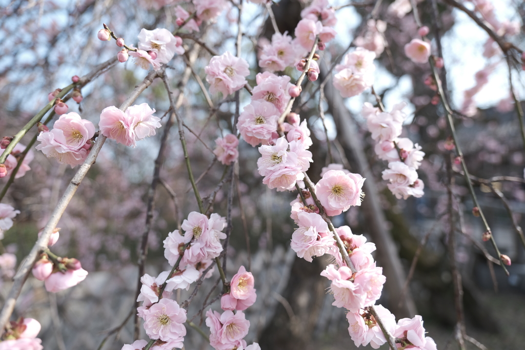 何気に京都市内の写真は久しぶり４