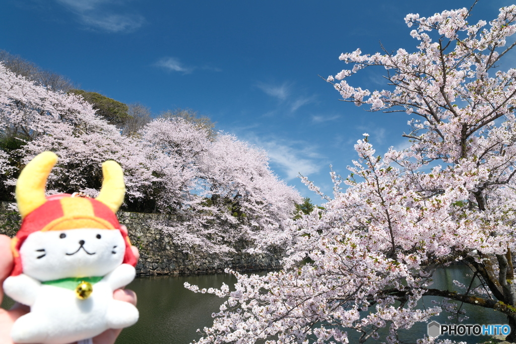 今年の桜の見納めに彦根城６