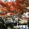 兼六園の紅葉巡り４