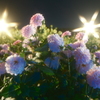 人生初の夜のダリア１