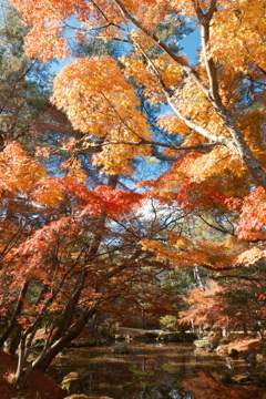 12月の紅葉６