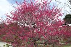 今年やっと見れた梅の花７