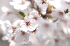 桜は満開、花見客は満杯９