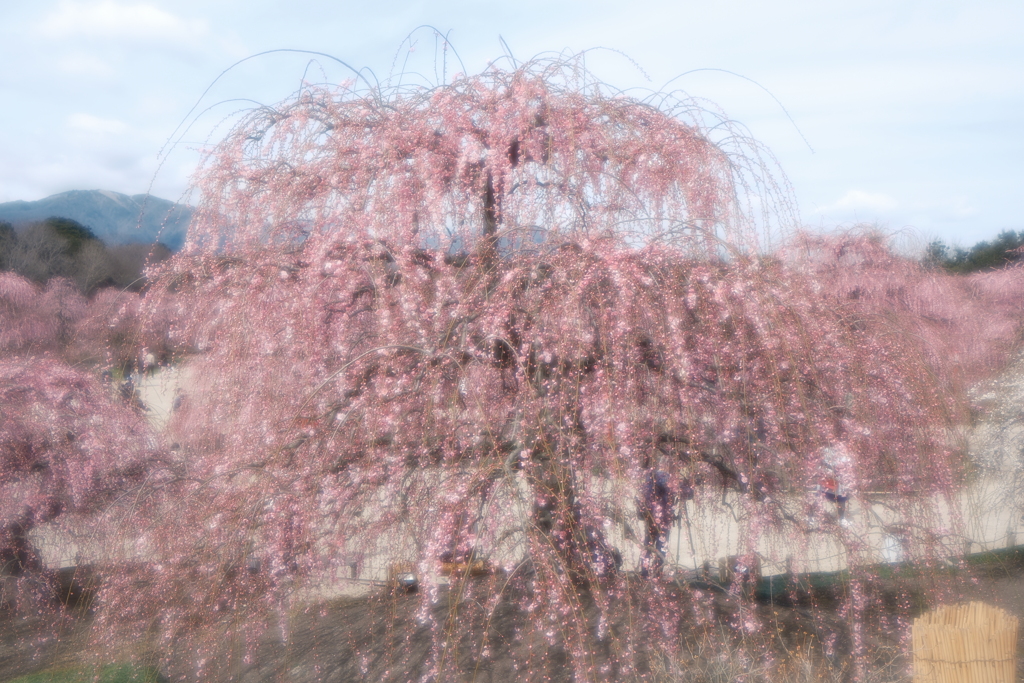 春の訪れの時５